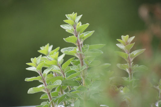 Fresh Herbs