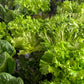 Lettuce Mix (indoor, soil grown, pesticide free)