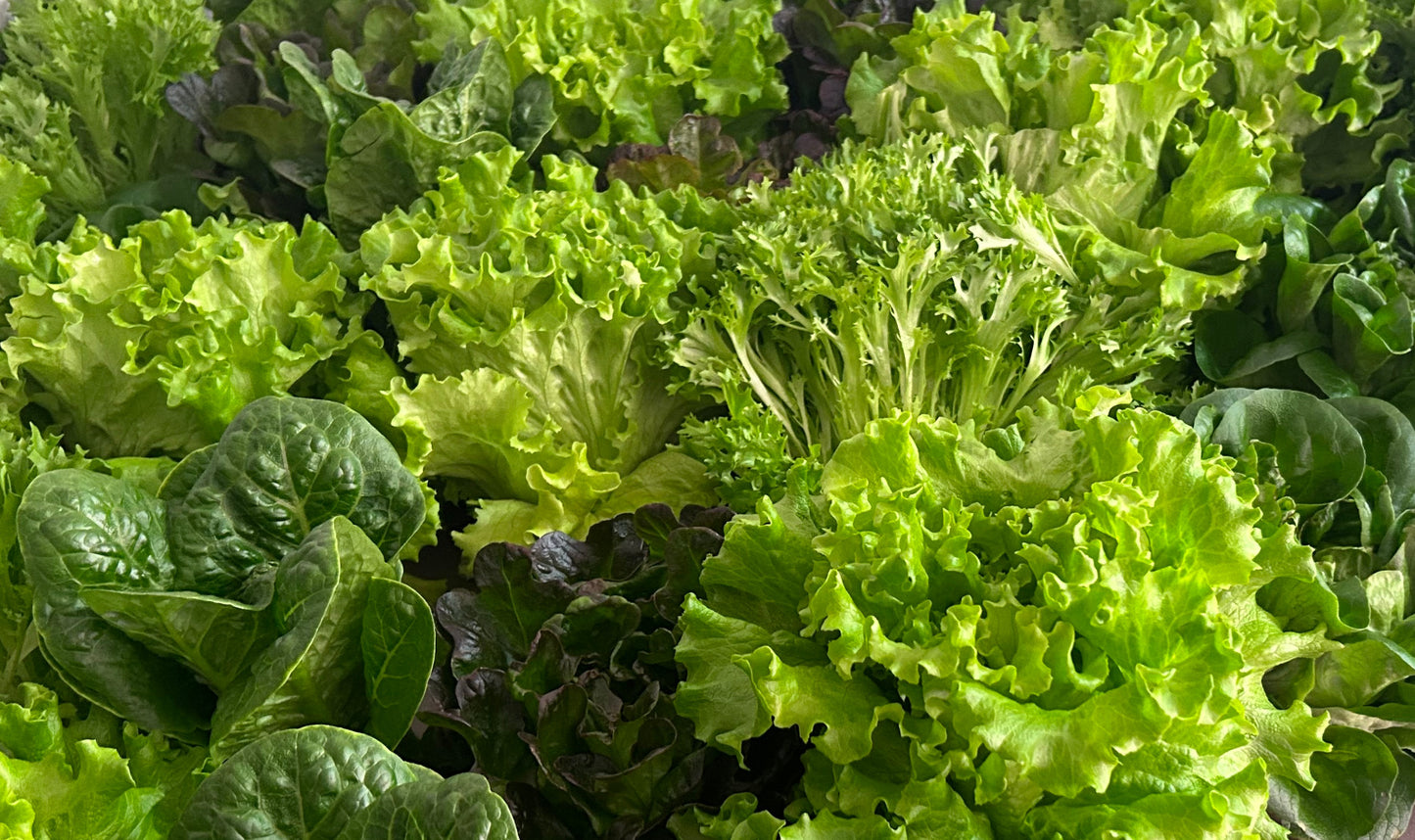 Lettuce Mix (indoor, soil grown, pesticide free)