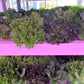 Lettuce Mix (indoor, soil grown, pesticide free)