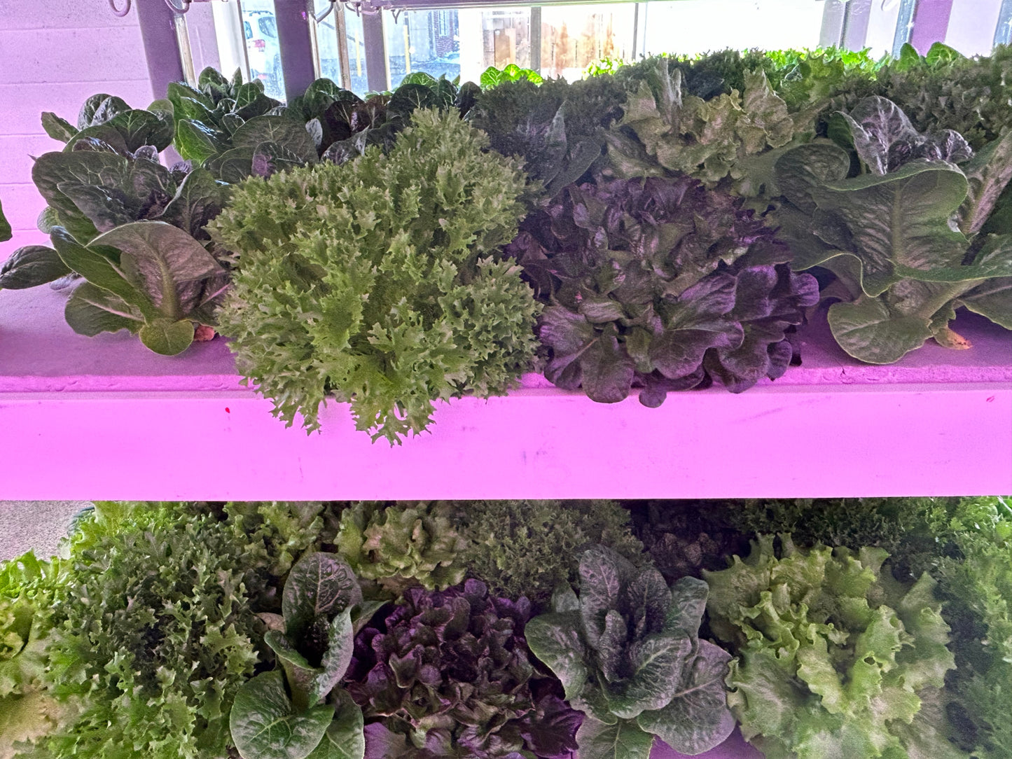 Lettuce Mix (indoor, soil grown, pesticide free)